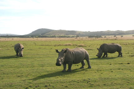 bloukrans-44
