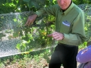 picton (06)