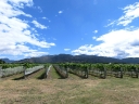 picton (08)