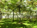 picton (10)