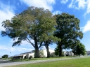 picton (16)