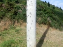 picton (24)