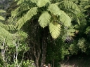picton (33)