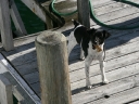 picton (37)