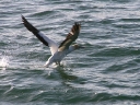 picton (38)