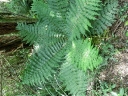 tongario (32)