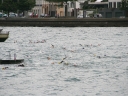 tongario (63)