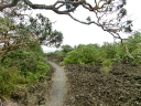 auckland (37)