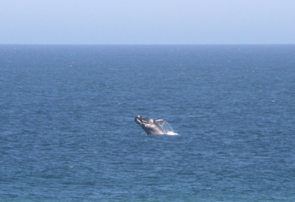 dehoop-08