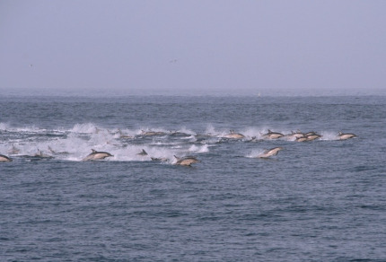 dehoop-23