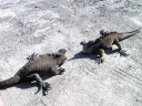 galapagos1-11