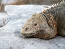 galapagos1-27