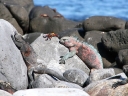 galapagos1-39