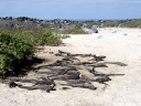 galapagos1-40