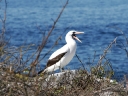 galapagos1-48