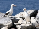 galapagos1-55