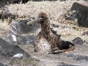 galapagos1-61