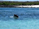 galapagos1-69