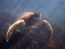 galapagos1-99