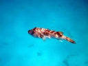 galapagos2-109