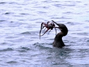 galapagos2-15