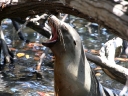 galapagos2-36