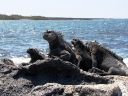galapagos2-43