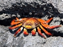galapagos2-51