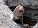 galapagos2-62