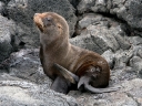 galapagos2-63