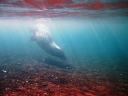 galapagos2-86