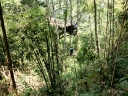 gibbon (16)