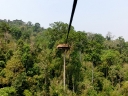 gibbon (34)