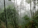 gibbon (54)