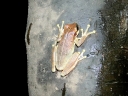 iquitos-30