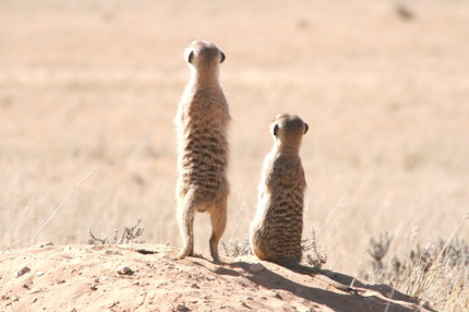 kalahari-08
