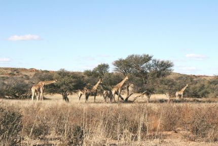 kalahari-17