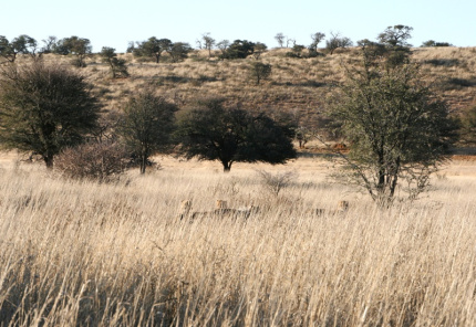 kalahari-19