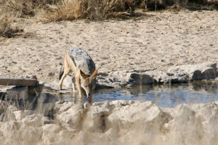 kalahari-36