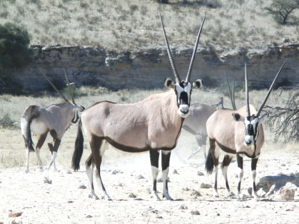 kalahari-46