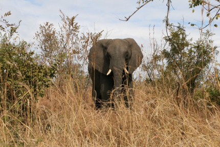 kruger-14
