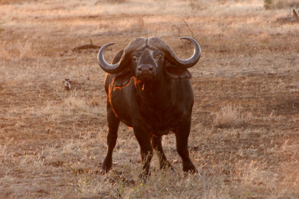 kruger-39