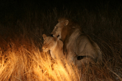 kruger-41