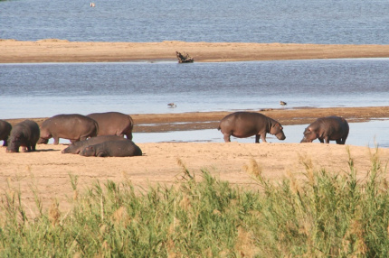 kruger-59
