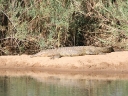 kruger-26