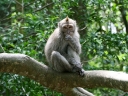 ubud (05)